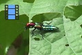 Scene 07_Beetle 2